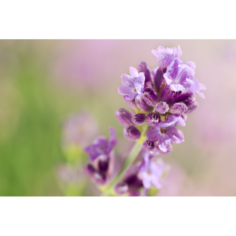 Lavender by W-ings - Wrapped Canvas Print, 61cm H x 91cm W x 3.8cm D