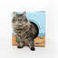 Maison pour chat Karaman