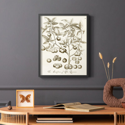 «Sepia Botanical Journal II», reproduction encadrée - bois massif