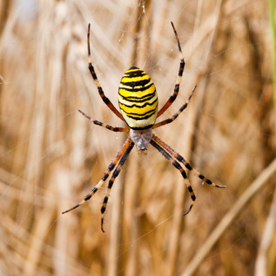 Addiego " Yellow-Black Spider " by Kotomiti