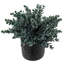Faux plantes artificielles bleu eucalyptus en pot