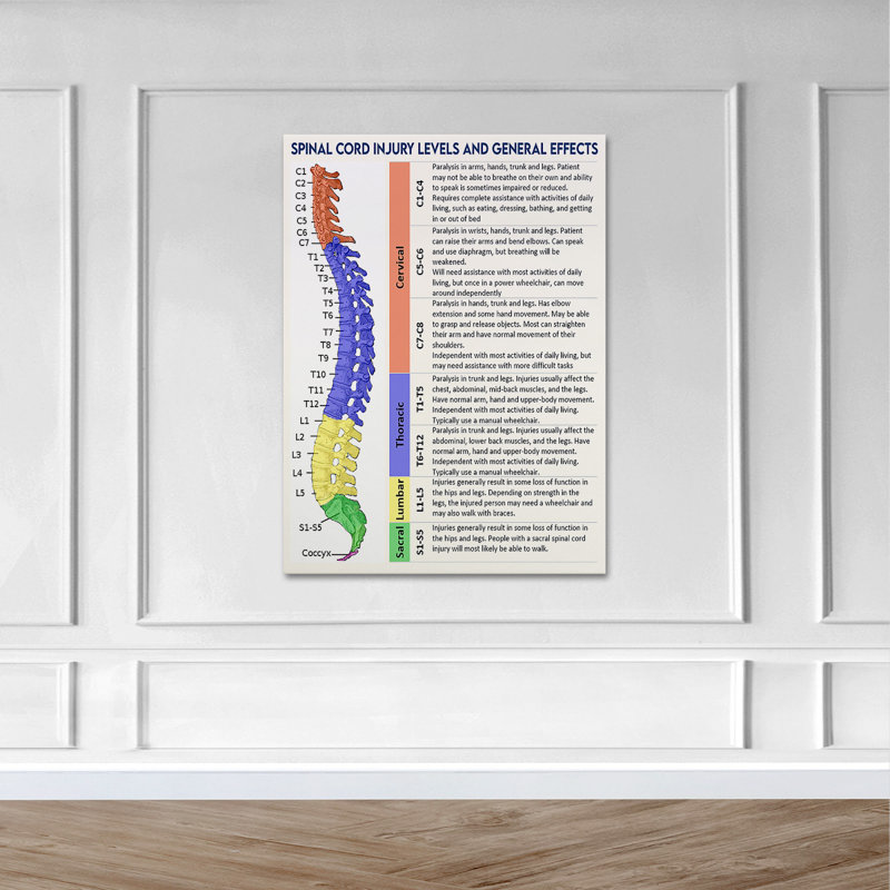 «Spinal Cord ANALYSE - Niveaux de blessures de la moelle épinière et effets généraux», reproduction d'art graphique sur toile tendue