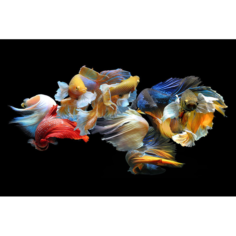 Siamese Fighting Fish by Soypic - Wrapped Canvas Print, 81cm H x 122cm W