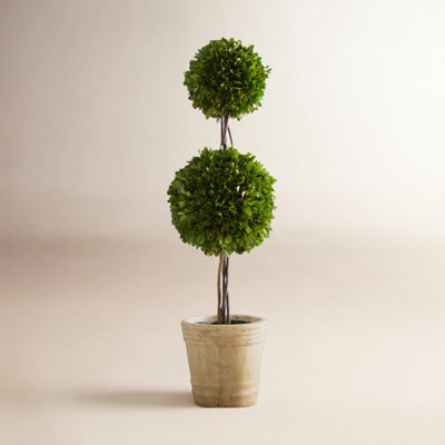 Aldin 30" Topiary in Pot
