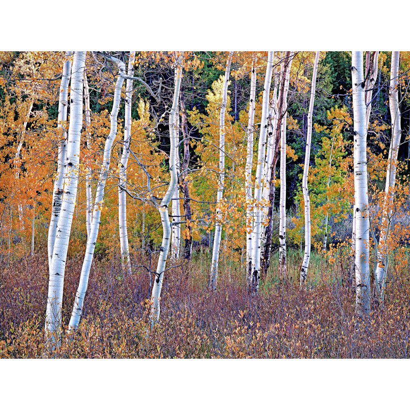 Colorado Autumn Aspen Grove Print by Bruce Heinemann, Black Framed Paper, 24" H x 30" W