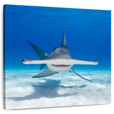 Brampt Hammerhead Shark Swimming