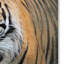 Vidur «Bengal Tiger», reproduction d'impression sur toile tendue-22069093