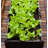Aarib Elevated Planter