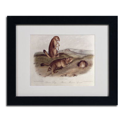 " Prairie Dog " by James Audubon