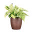 Marble Queen Pothos Plant in Pot-49662255