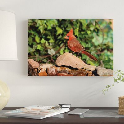 Northern Cardinal Male, Santa Rita Mountains, Arizona' Photographic Print on Canvas -  East Urban Home, 10B343950B5A4E33A3FECACDD5E2388A