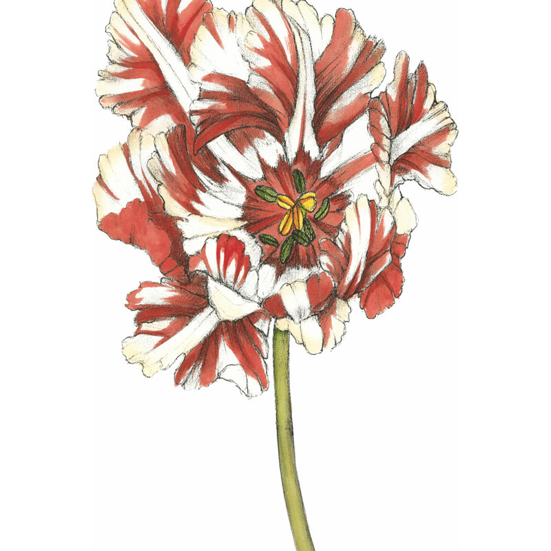 Tulip Beauty III (P) by Jennifer Goldberger - Wrapped Canvas Art Prints, 46cm H x 30cm W x 3.8cm D