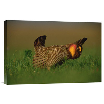 " Greater Prairie Chicken Male "