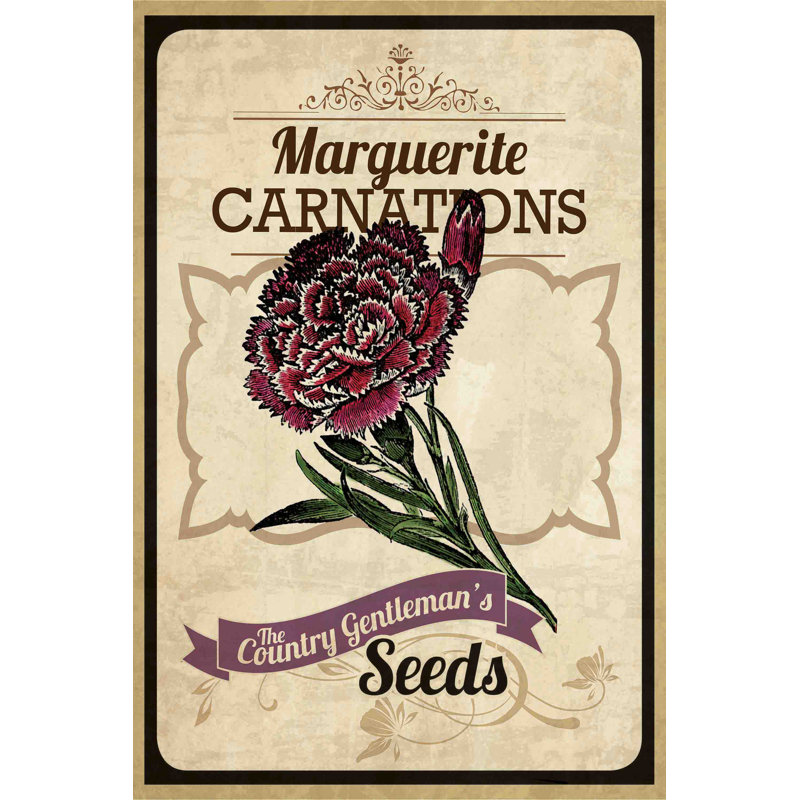 Flower Packet Carnation - Wrapped Canvas Print, 46 cm H x 30 cm W