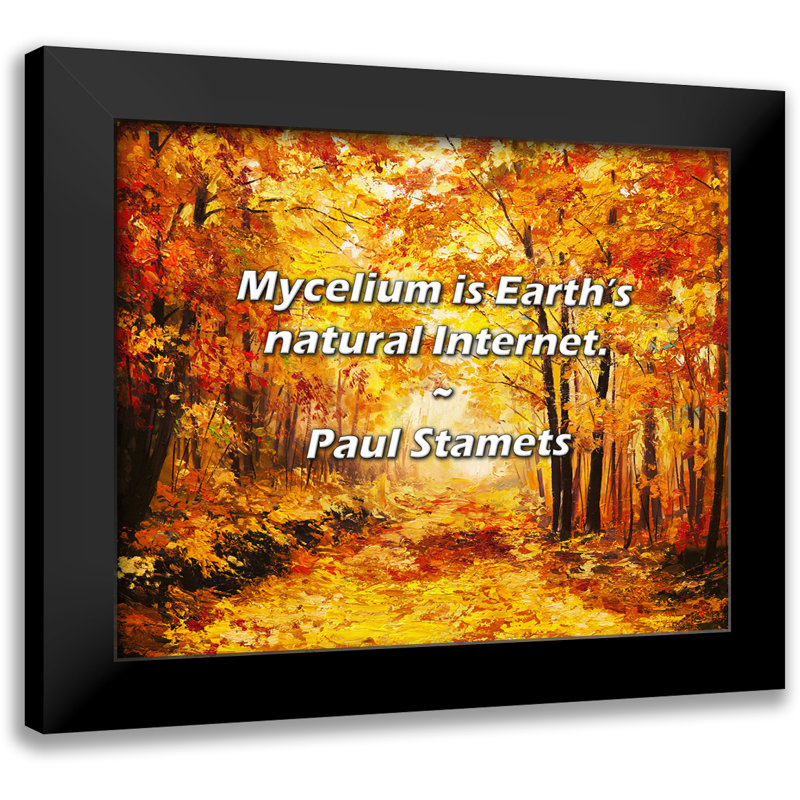 Citation de Paul Stamets: Le mycélium, c'est Internet naturel de la Terre.