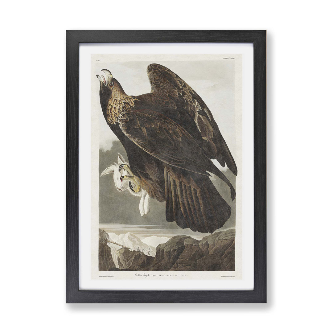Golden Eagle by John James Audubon - Framed Print