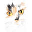 Gros plan sur un visage de chat aquarelle | Impression encadrée de chambre orange-1608914183-1608914180