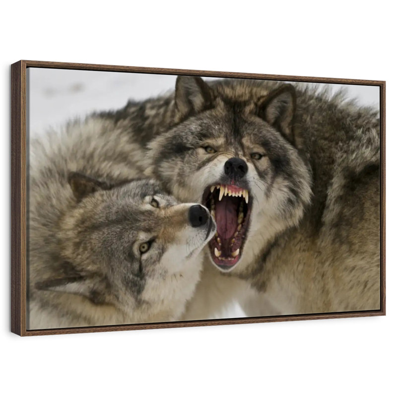 Combat de loups, Cadre flottant noyer, 40 po x 27 po