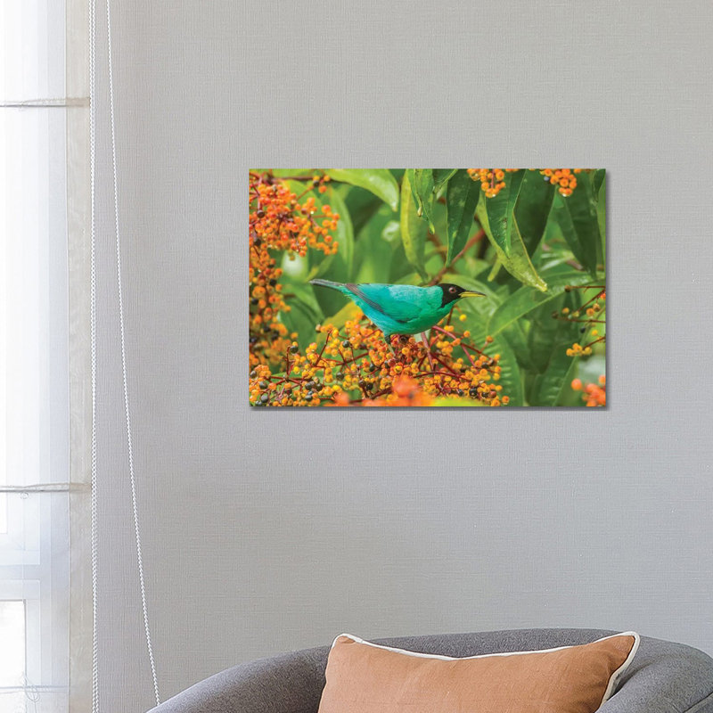 Costa Rica, Arenal. Green Honeycreeper And Berries. by Jaynes Gallery - Wrapped Canvas Print