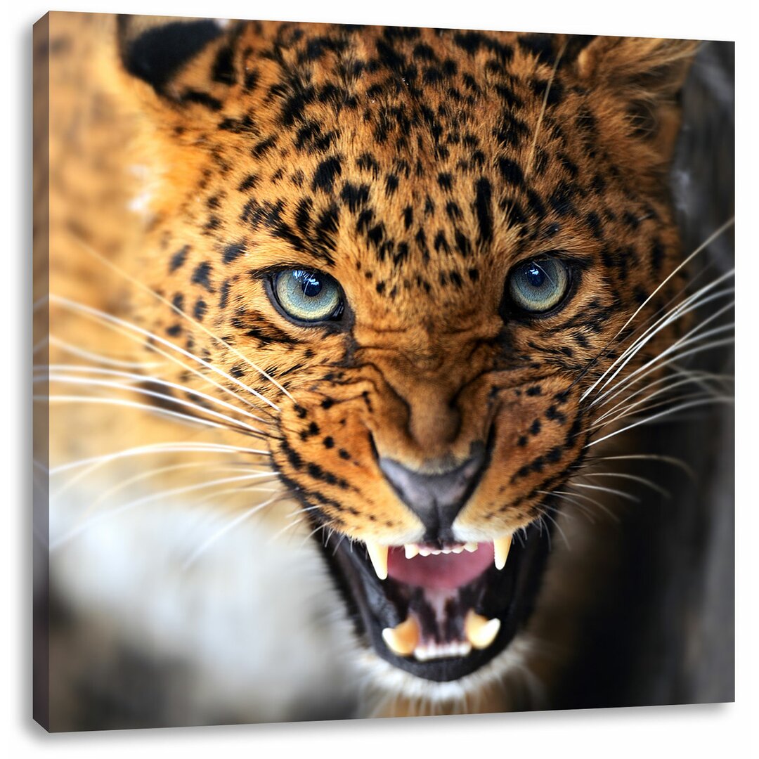 Leinwandbild Fauchender Leopard