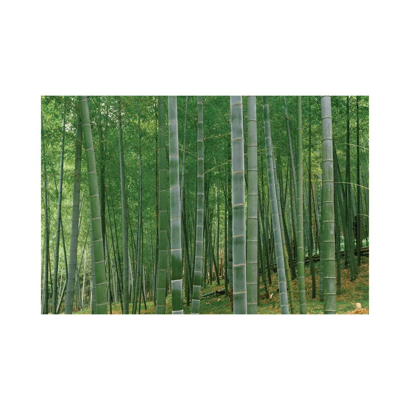 Bamboo Trees In A Forest, Fukuoka, Kyushu, Japan - Wrapped Canvas Print, 101.6 cm H x 66.04 cm W x 1.91 cm D