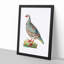 Red Partridge by George Shaw - Framed Print-55616405-55616409
