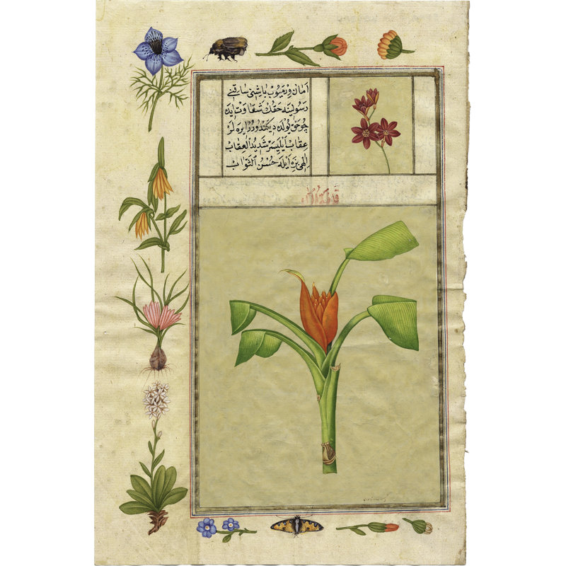 India Nature Study IV by Illuminations - Wrapped Canvas Print, 46cm H x 30cm W
