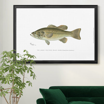 " Large Mouthed Black Bass "