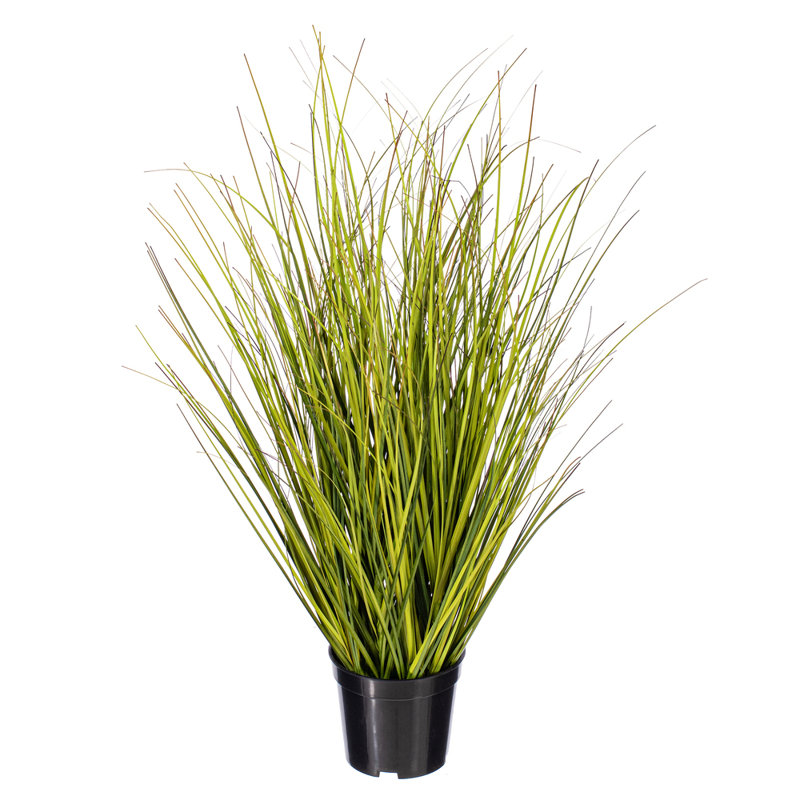 48" Potted Green/Brown Switchgrass., H 24 po x l 6 po x P 6 po