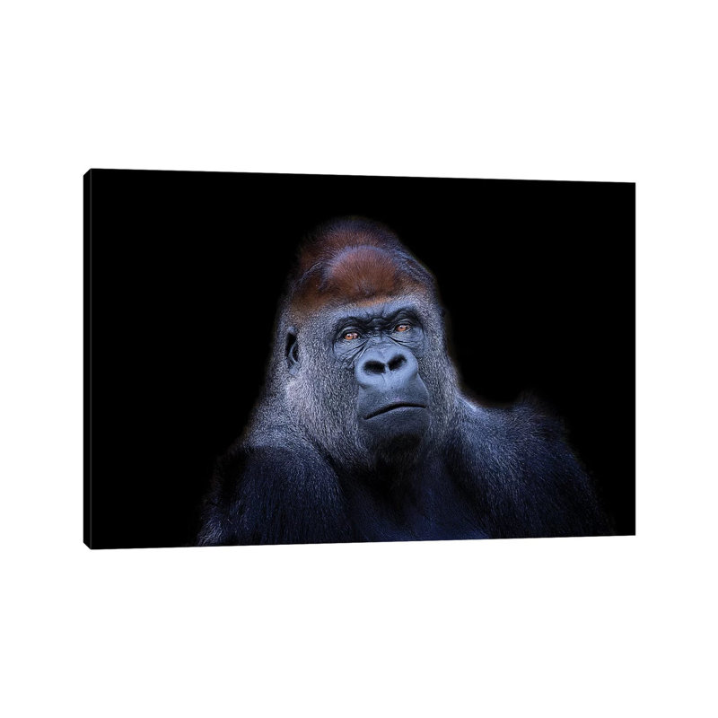 Western Lowland Gorilla by David Whelan - Wrapped Canvas Print, 101.6 cm H x 66.04 cm W x 1.91 cm D