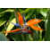 Bird Of Paradise In Oahu by Jollyphoto - Wrapped Canvas Print