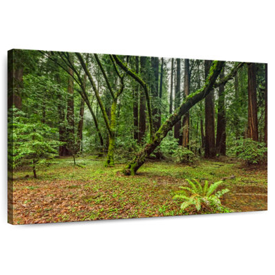 Forêt Alvord Muir Woods