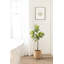  Figuier figuier avec panier Livia-479618062