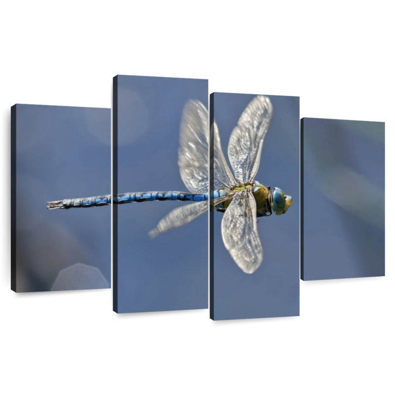 Brampt Flying Emperor Dragonfly, 32"H x 52"W