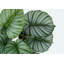 Plante artificielle, 24 po de haut, Calathea, intérieur, faux, faux, table, verdure, pot, touche réelle, décoratif, feuilles vertes, pot-1035965631