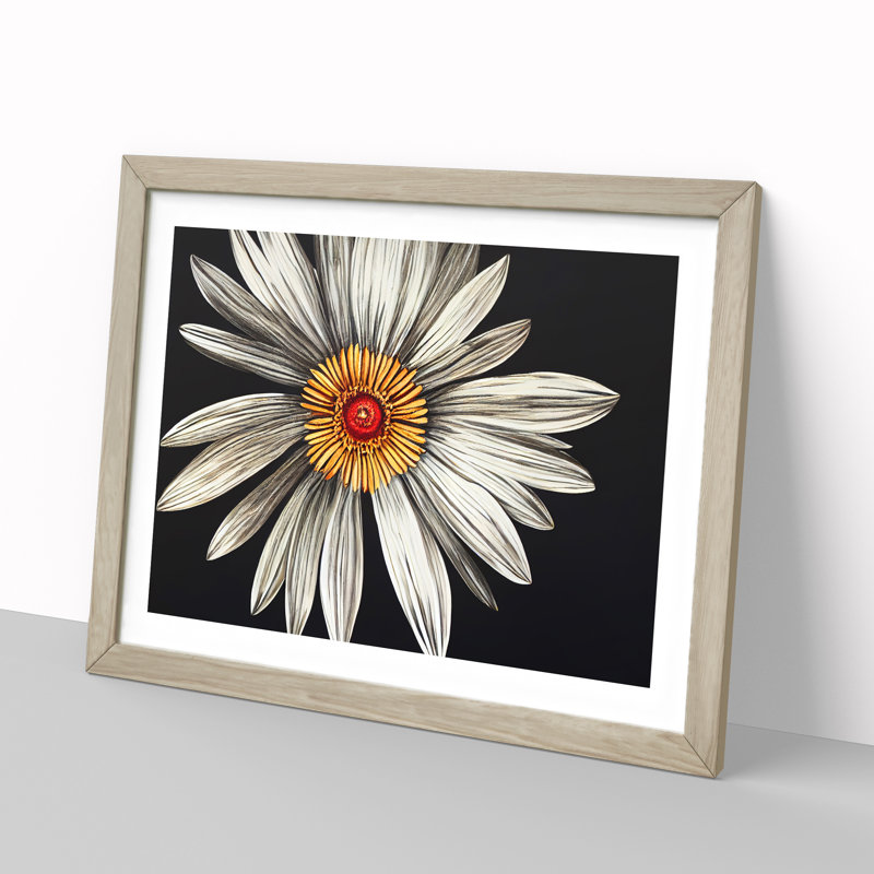 Flourishing Daisy Flower - Single Picture Frame Print, 46cm H x 64cm W x 2cm D, Oak
