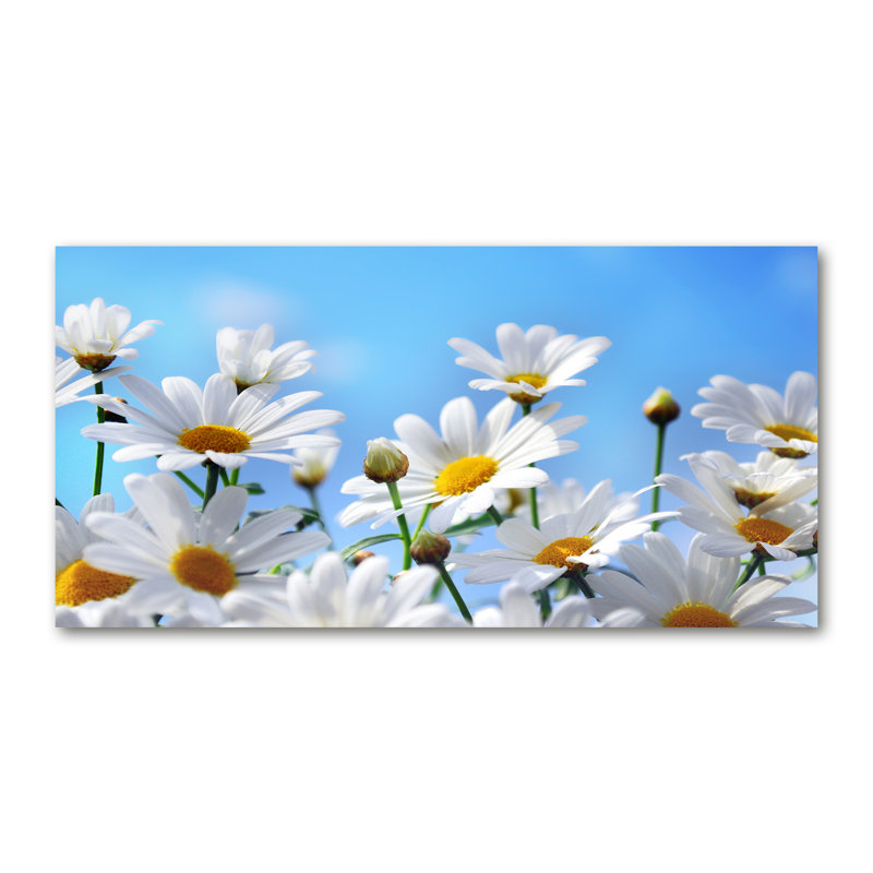 Daisies - Wrapped Canvas Print