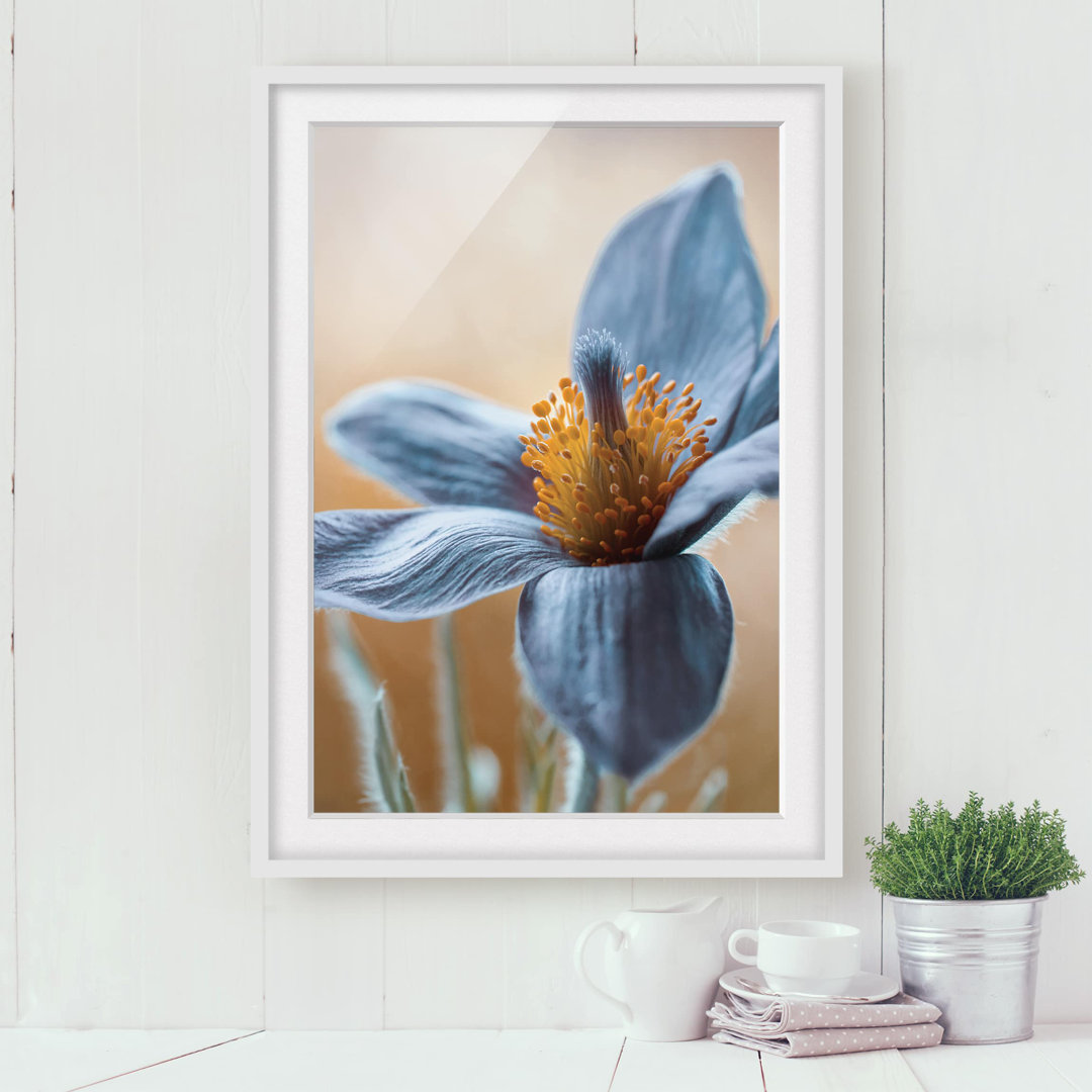 Gerahmter Grafikdruck Blue Pasque Flower