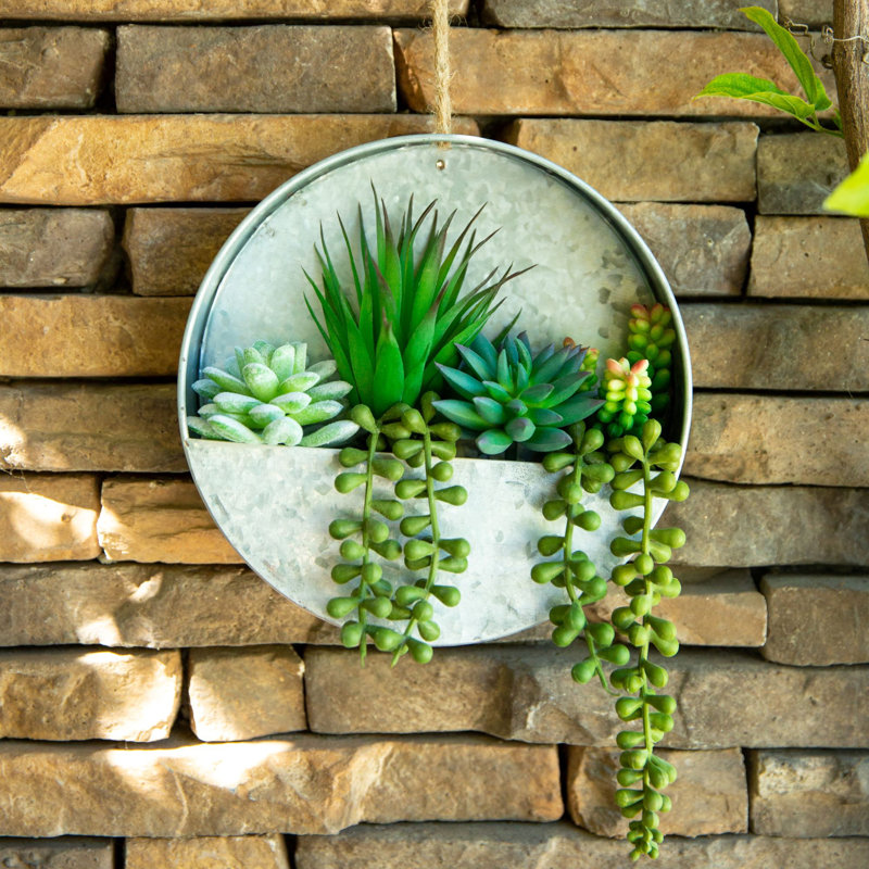 Olvera 8 " H Faux Succulent