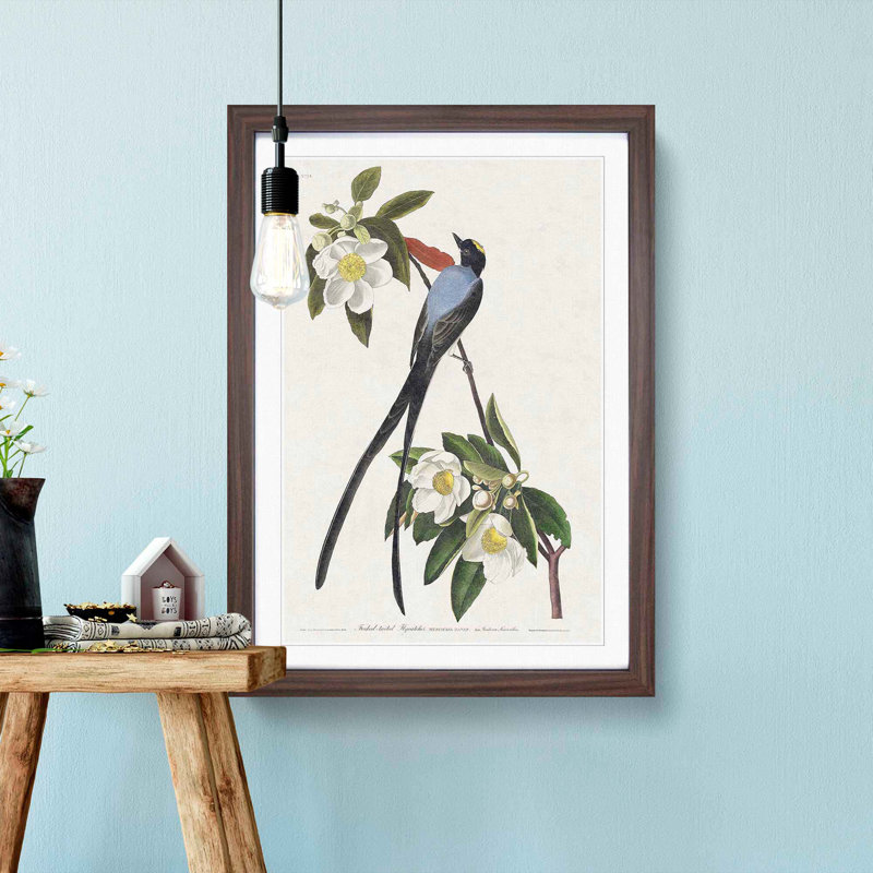 Fork-Tailed Flycatcher Bird by John Audubon - Framed Print, 48cm H x 36cm W x 2cm D, Walnut Framed