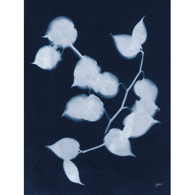Indigo Heartleaf by Julie Norkus