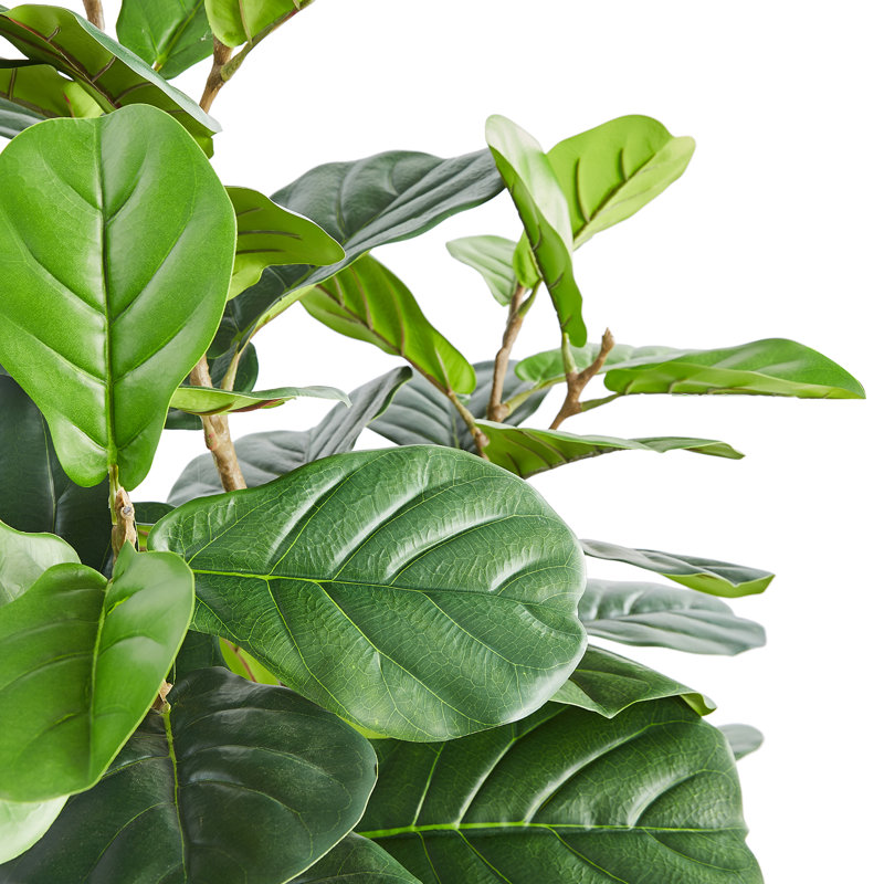 Arbre d'eucalyptus en pot 71,26 po