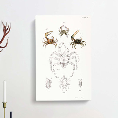 Crabs & Sea Creatures PL. 8 by J.E. De Kay - Wrapped Canvas