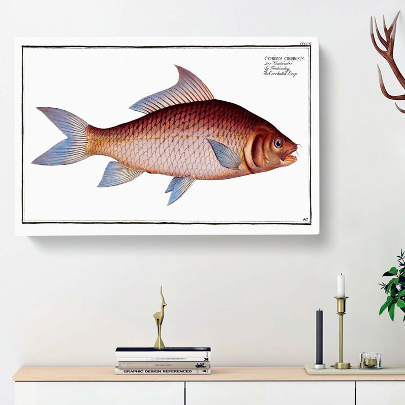 Cirrhated Carp Fish by M.E. Bloch - Wrapped Canvas, 50cm H x 76cm W x 3cm D