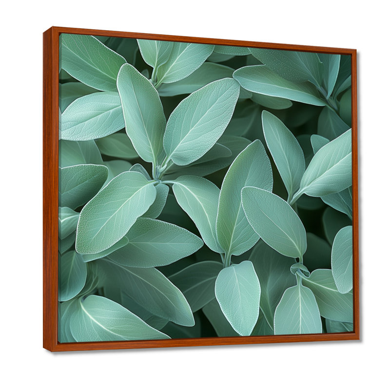 Feuilles de sauge - feuilles, art mural, Impression encadrée flottante, H 36 po x l 36 po, Brun