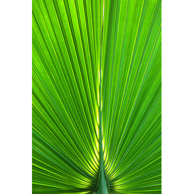 Green Palm Leaves by Tajborg - Wrapped Canvas Print