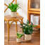 HDHPOT Ceramic Pot Planter-2100550267