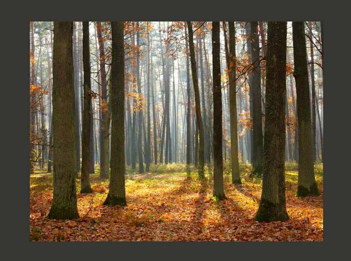 Autumn Trees 2.70m x 350cm Wallpaper, 350 cm x 270 cm