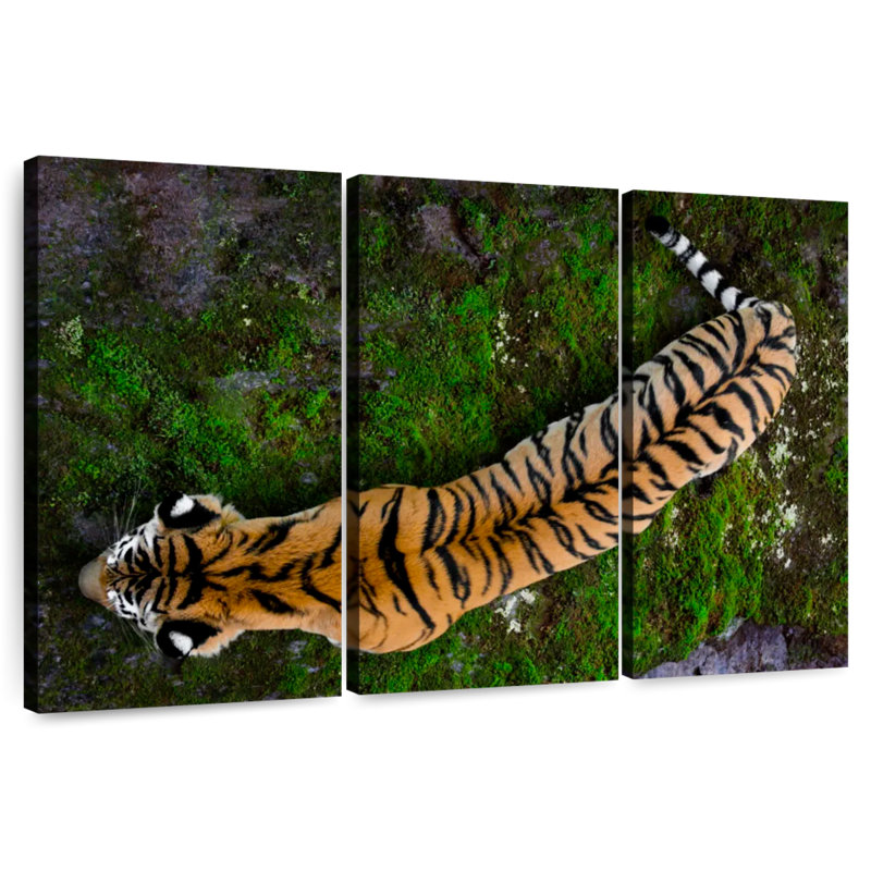 Brampt Tiger From Above, 24" H x 38" W