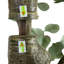 13 pi Eucalyptus artificiel